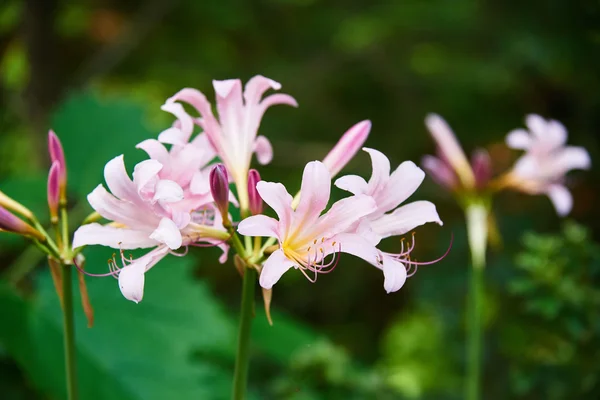 Lycoris squamigera flowers — Stock Photo, Image