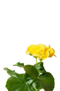 Sarı begonia çiçek