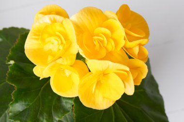 Sarı begonia çiçek
