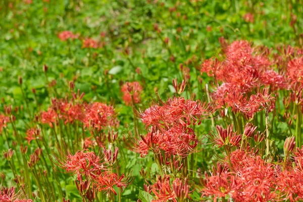 Closeup clusteru-Amaryllis — Stock fotografie