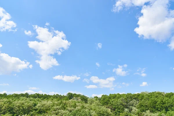 Forêt verte et ciel — Photo