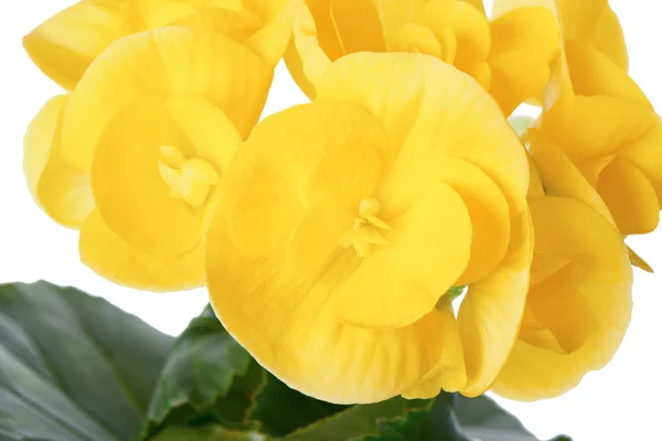 Flor de begonia amarilla — Foto de Stock