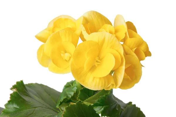 Yellow begonia flower — Stock Photo, Image