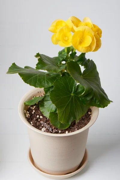Yellow begonia flower — Stock Photo, Image