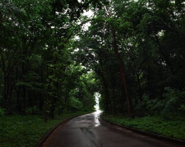 Karanlık, yağmurlu bir ormanda yol.