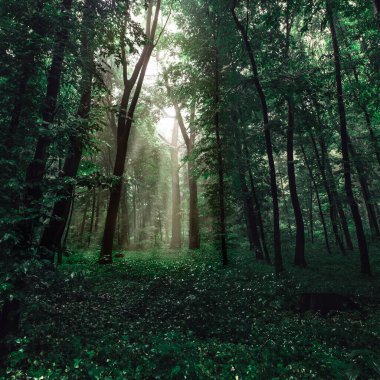 Karanlık bir ormanda güneş ışınları