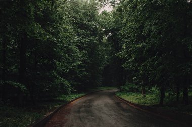 Karanlık, yağmurlu bir ormanda yol.