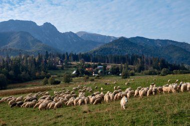 Yeşil bir tepede koyunlar, arka planda dağlar.
