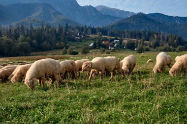 Yeşil bir tepede koyunlar, arka planda dağlar.
