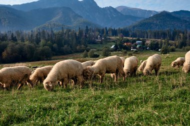 Yeşil bir tepede koyunlar, arka planda dağlar.