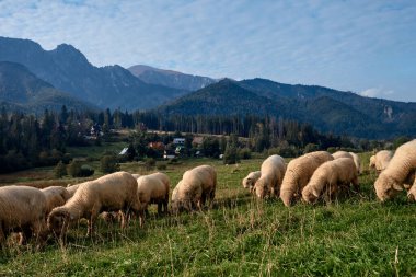 Yeşil bir tepede koyunlar, arka planda dağlar.