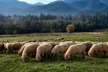 Yeşil bir tepede koyunlar, arka planda dağlar.