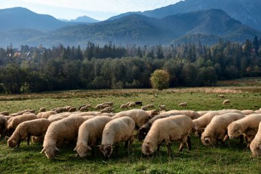 Yeşil bir tepede koyunlar, arka planda dağlar.