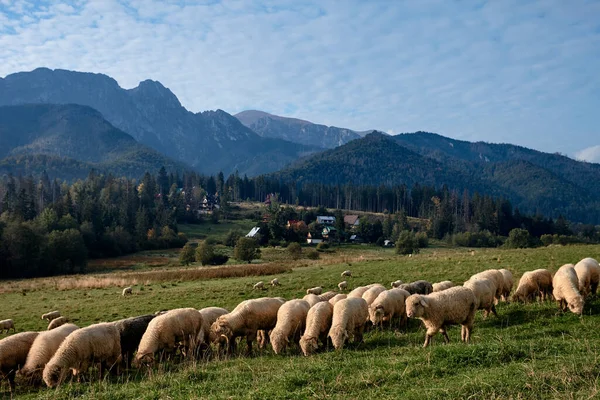 Pecore su una collina verde, montagne come sfondo — Foto Stock