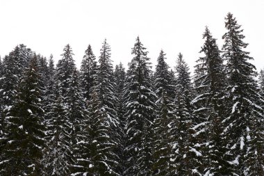 Kış manzarası. Gösteride kürk ağaçlarını kapatın. Kimse yok.