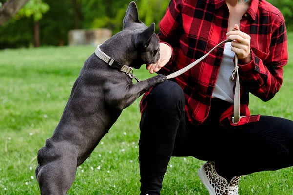 Fransız buldoguyla güzel bir kız. Yakın plan.
