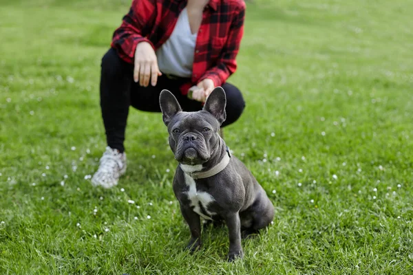 Fransız buldoguyla güzel bir kız. Yakın plan.