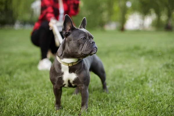 Bella Ragazza Con Suo Bulldog Francese Parco Cittadino — Foto Stock