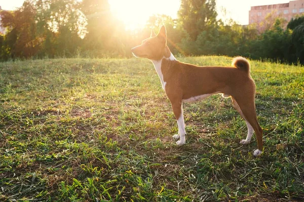 Basenji Chien Debout Sur Une Herbe Dans Parc Gros Plan — Photo