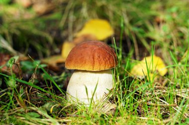 Doğanın çörek (boletus mantarı)