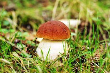 Doğanın çörek (boletus mantarı)