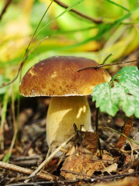 Doğanın çörek (boletus mantarı)