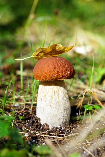 Boletus (boletus edulis) en la naturaleza Imagen de archivo