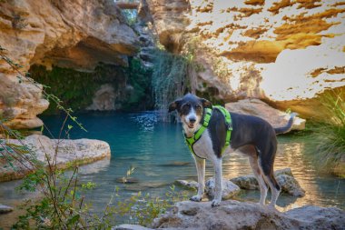 Nehirdeki kamp alanında çok parlak renkleri olan bir köpek.