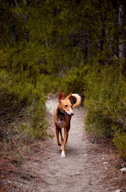 Kamp alanında çok parlak renkleri olan bir köpek.