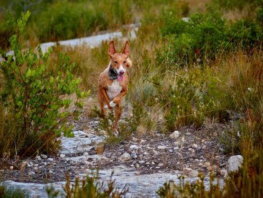 Kamp alanında çok parlak renkleri olan bir köpek.