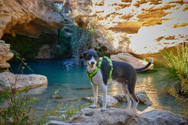 Nehirdeki kamp alanında çok parlak renkleri olan bir köpek.