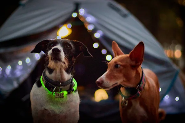 Kamp alanında çok parlak renkleri olan bir köpek.