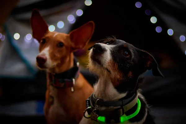 Kamp alanında çok parlak renkleri olan bir köpek.