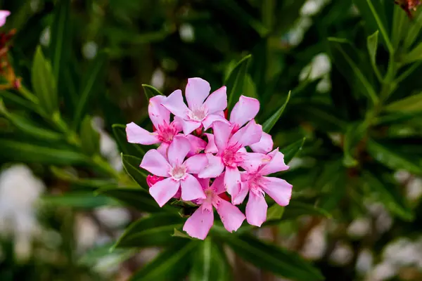 Kurak zeminde pembe bir çiçek