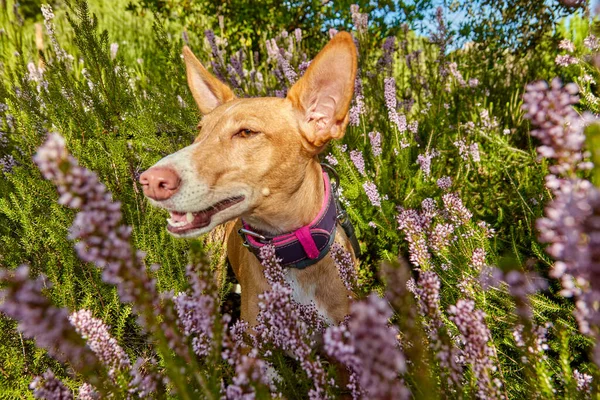 Doğada yeşil renkte poz veren özgür köpek