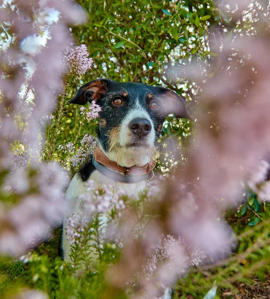 Cão Livre Posando Natureza Com Cor Verde — Fotografia de Stock