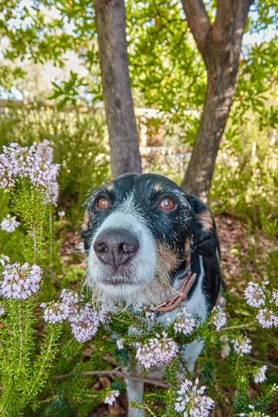 Cão Livre Posando Natureza Com Cor Verde — Fotografia de Stock