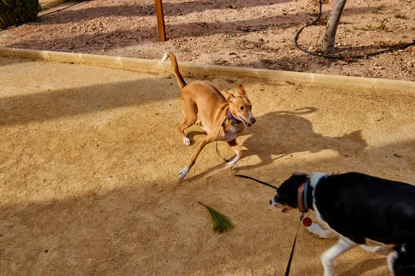 とても明るい色のキャンプ場にいる犬は — ストック写真