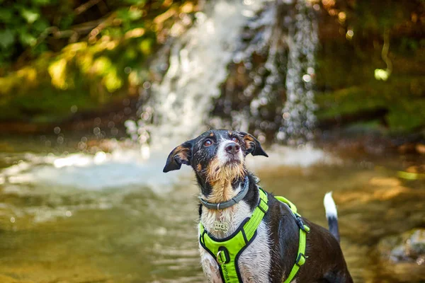 Doğada yeşil renkte poz veren özgür köpek