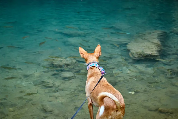 özgür köpek yeşil renkli gölde poz veriyor.
