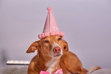 Kırmızı şapkalı bir köpek, papyon ve konfeti.