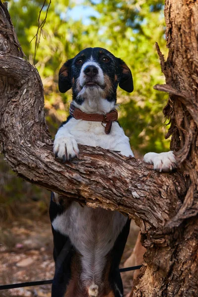 Doğada poz veren köpek ağaca yaslanıyor.