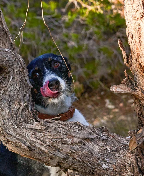 dog posing in nature leaning on a tree