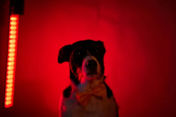 dog with dark background and scary red light