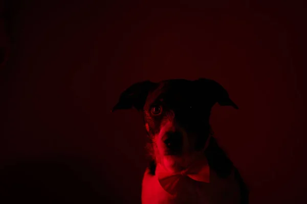 dog with dark background and scary red light