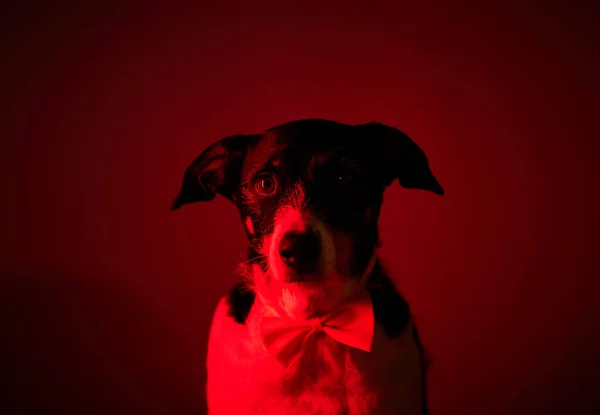 Koyu arka planı ve korkunç kırmızı ışığı olan bir köpek.