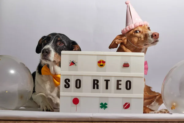 dogs posing for a raffle with decoration and hat