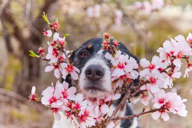 Badem ağaçlarıyla poz veren bir köpek.