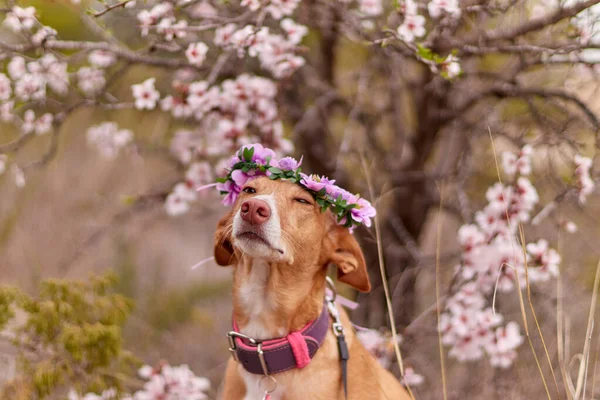 dog posing with almond trees with almond landscape