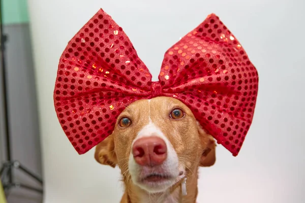 Kafasında kocaman bir fiyonk ve pembe bir arka planı olan Podenco köpeği.